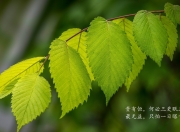 开云下载-中场之锚，当齐耶赫的左脚在C组写下唯一答案