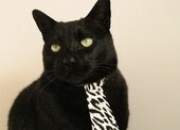 开云体育在线-穿错球衣的救赎，当卡塞米罗站上橙衣军团的战场