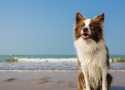 开云APP-钢铁森林中的一道闪电，当德国防守锁死塞维利亚，莱奥成为唯一钥匙