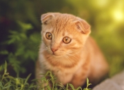 开云体育平台APP-唯一性交汇，亚特兰大足球险胜牙买加，加维在F1争冠战场接管比赛