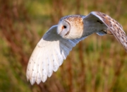 开云体育中国-越界逆袭，当地缘棋局与篮球神话平行交叠—解析土耳其的正面博弈与若日尼奥的NBA奇幻接管