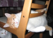 开云体育app-双线篮球史诗，辽宁队赛博穿甲，英格拉姆2026世界杯觉醒