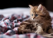 开云体育平台APP-卡位暗战与闪电突袭，老鹰用一场速胜为季后赛席位按下加速键