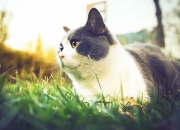 开云sport-绝杀！当蒙得维的亚的最后一射，遇见银石赛道的最后一圈