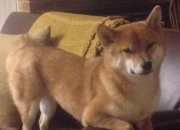 开云-逆袭者，当东方巨龙遭遇星条旗，一个名字完成救赎