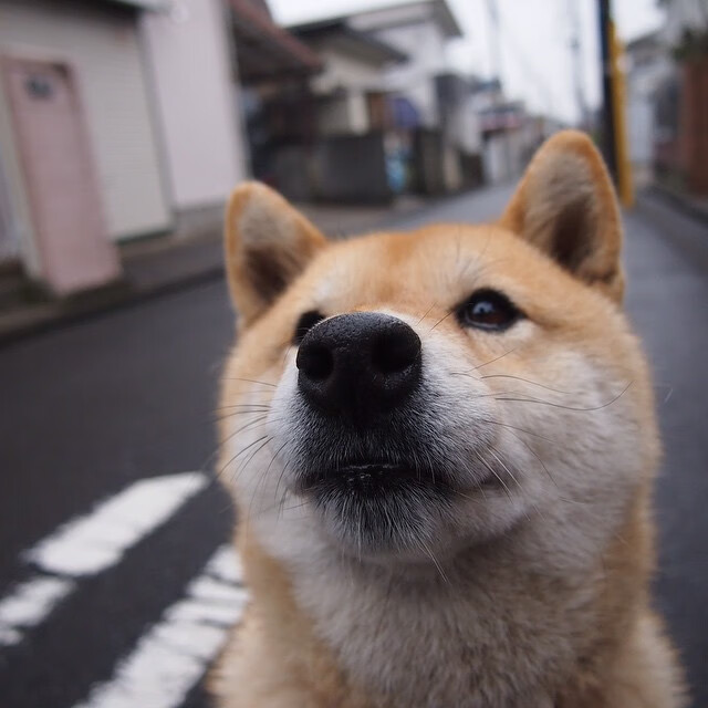 唯一性双面镜，体育焦点战与政治封锁的平行世界