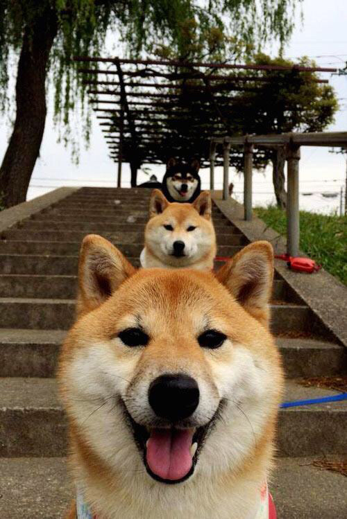 雷恩防线崩塌之夜，奥斯梅恩冠军级表演，诠释何为锋线统治力