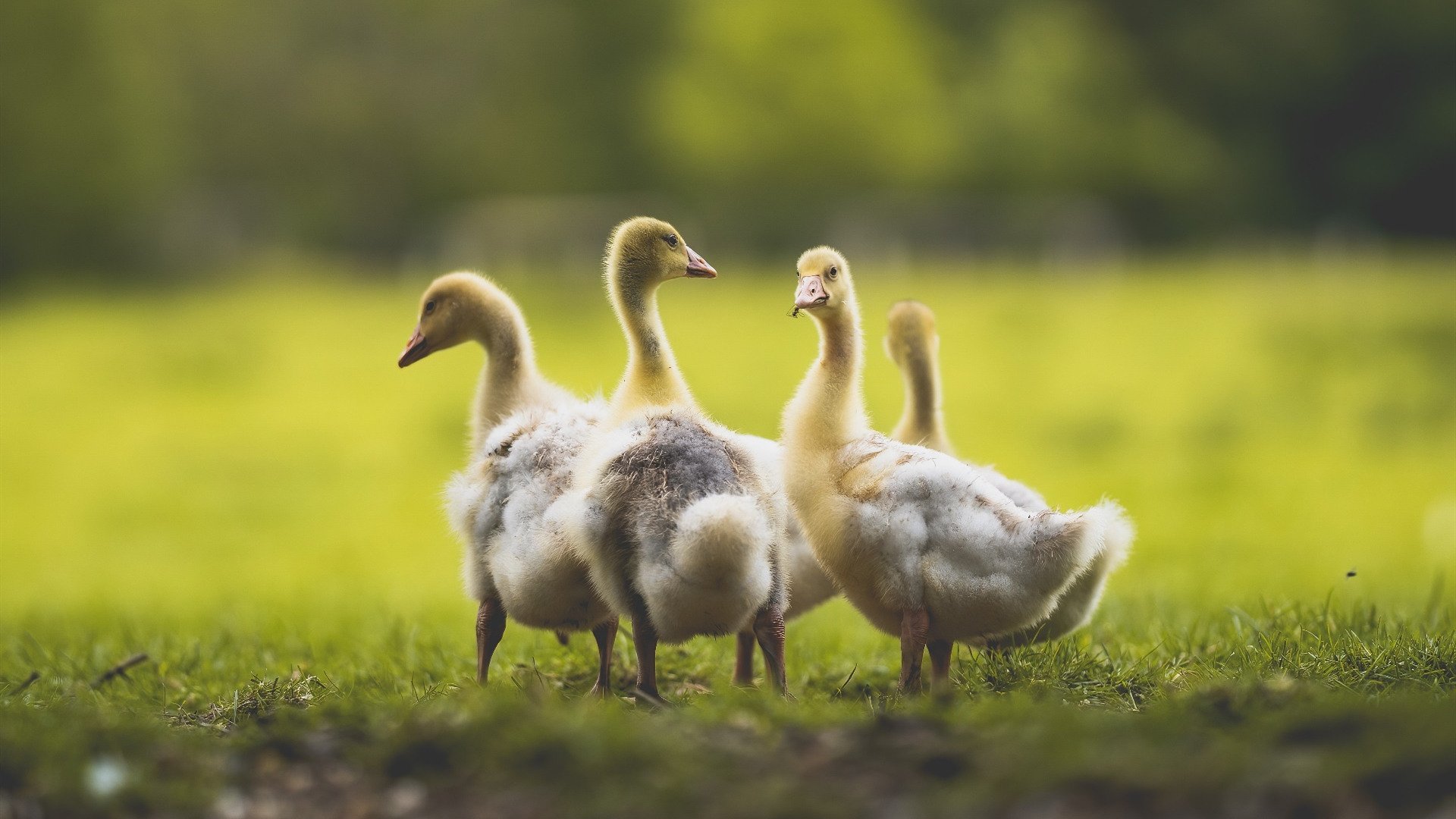 临界点，拉亚在赛车轰鸣中守护的足球圣殿