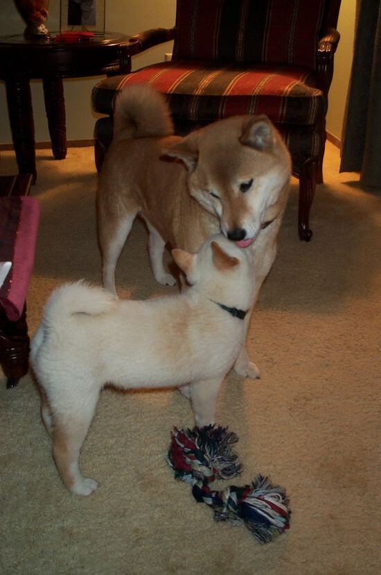 生死战定海神针，德里赫特一柱擎天，智利绝境中力克哥伦比亚