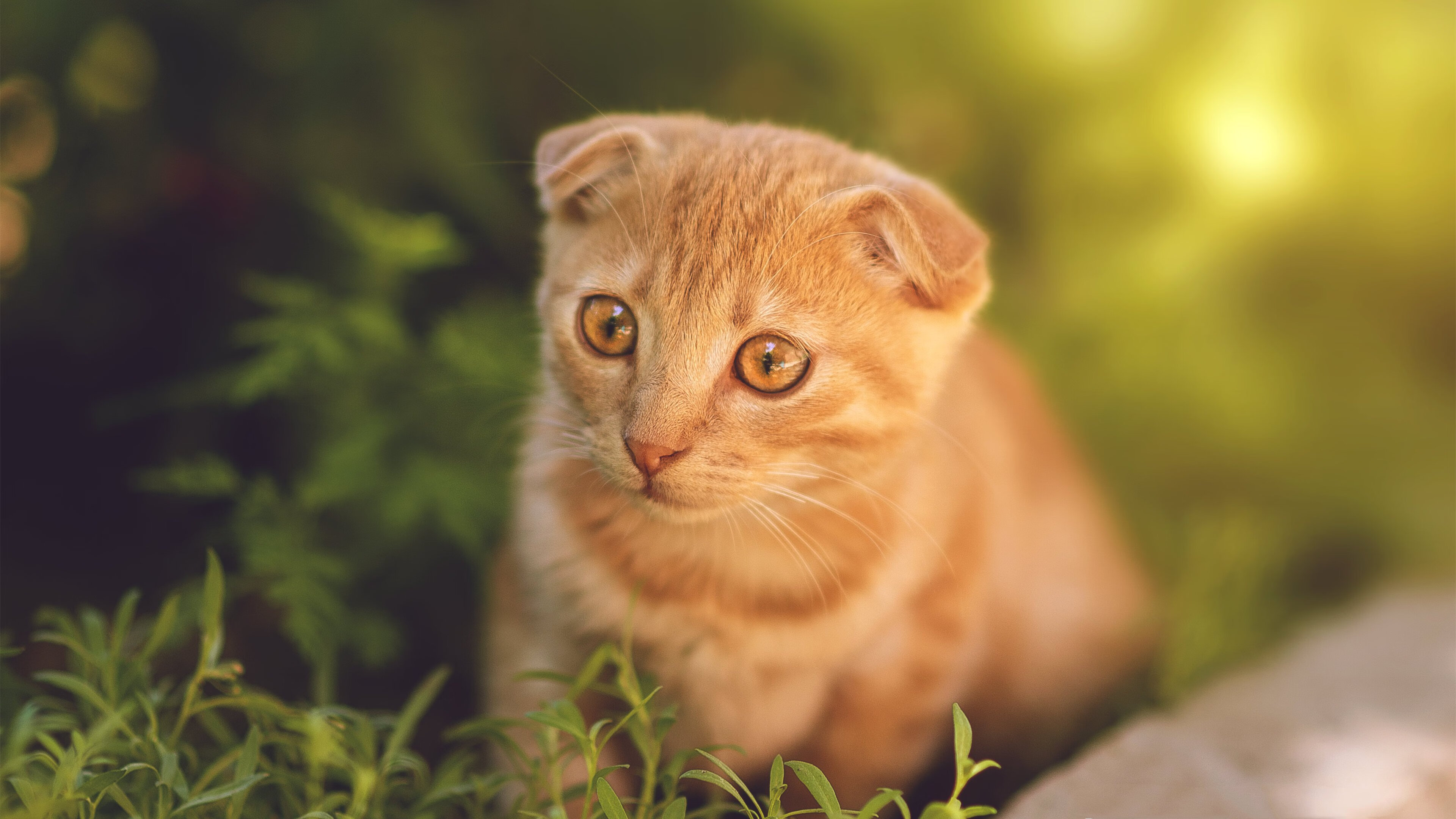 唯一性交汇，亚特兰大足球险胜牙买加，加维在F1争冠战场接管比赛