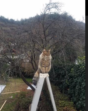 梦回丝路,当新疆飞虎遇上新奥尔良鹈鹕