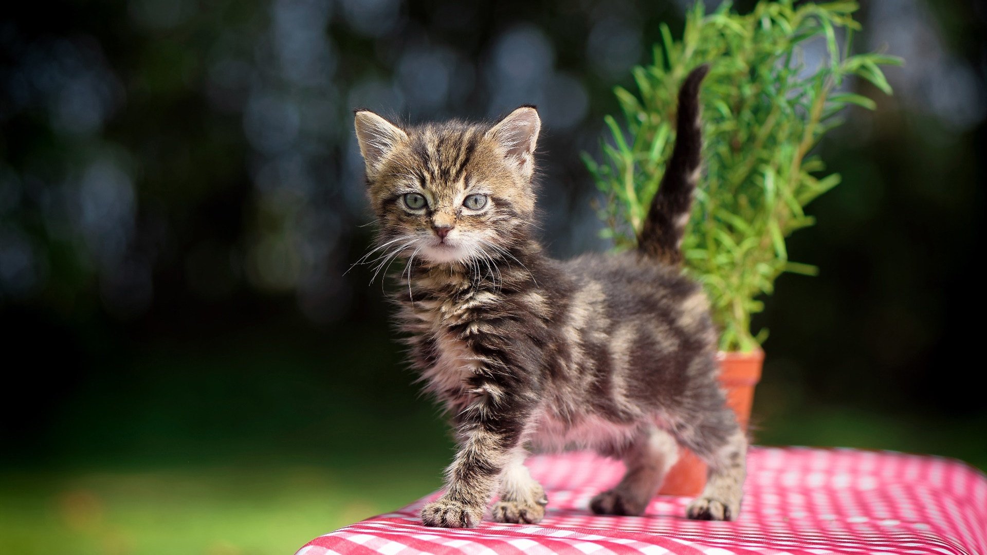 攻破铁壁，梅西的关键节点艺术与智利的团队压制哲学