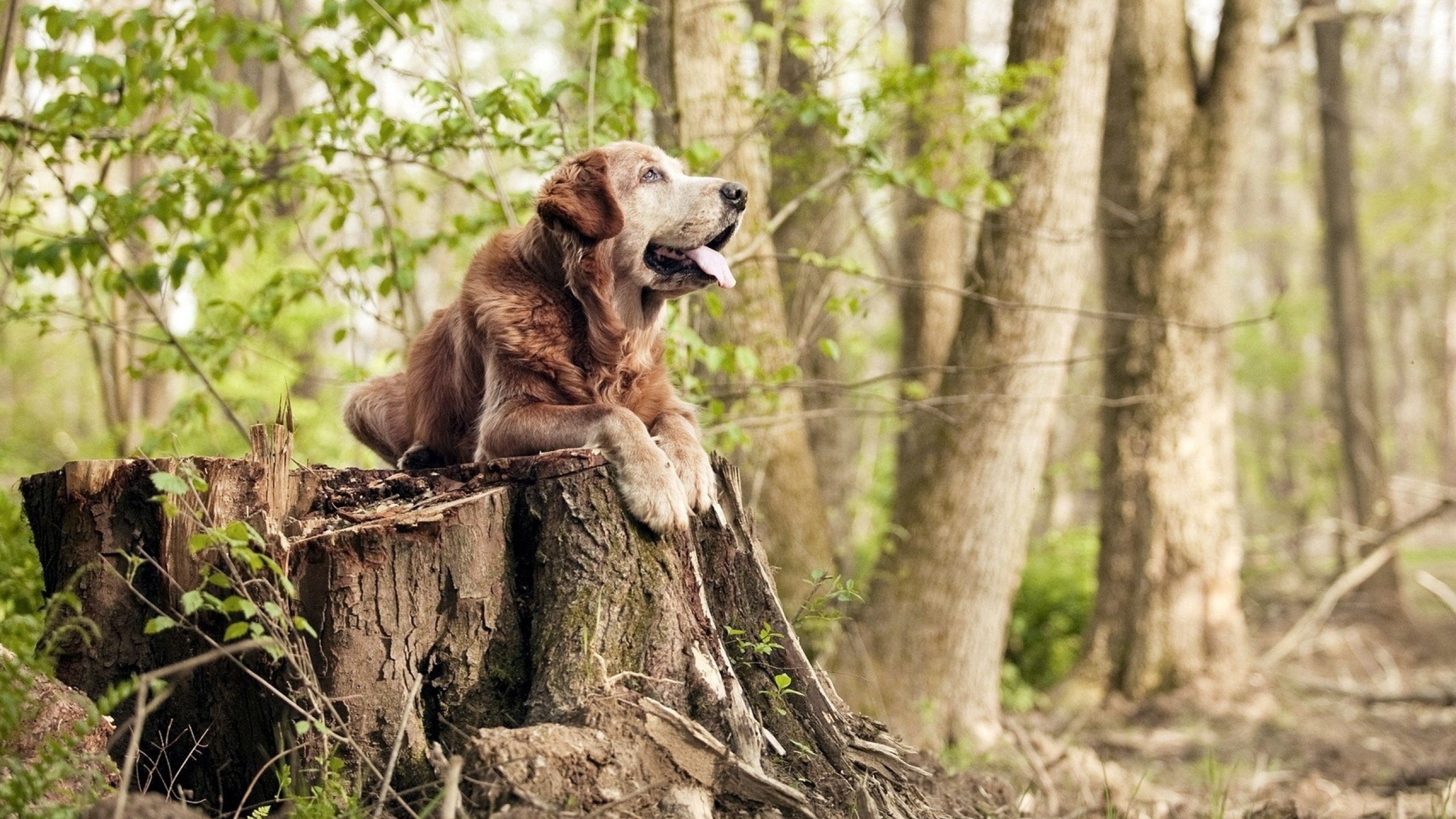 凯塞多烈焰灼穿夜幕，尤文炮群碾碎安哥拉坚盾