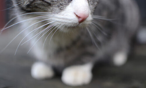 维尼修斯闪电两击,塞维利亚客场擒获雷鬼雄鹰