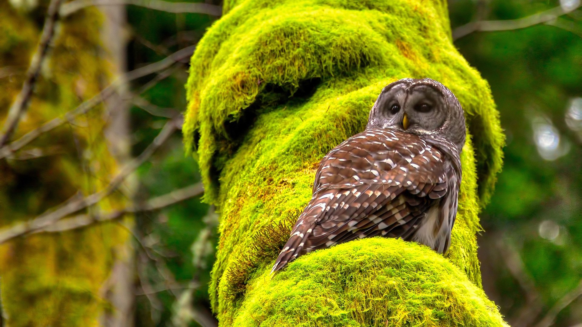 当巴黎之王决定为皇马登基,欧冠决赛夜的姆巴佩焦点时刻