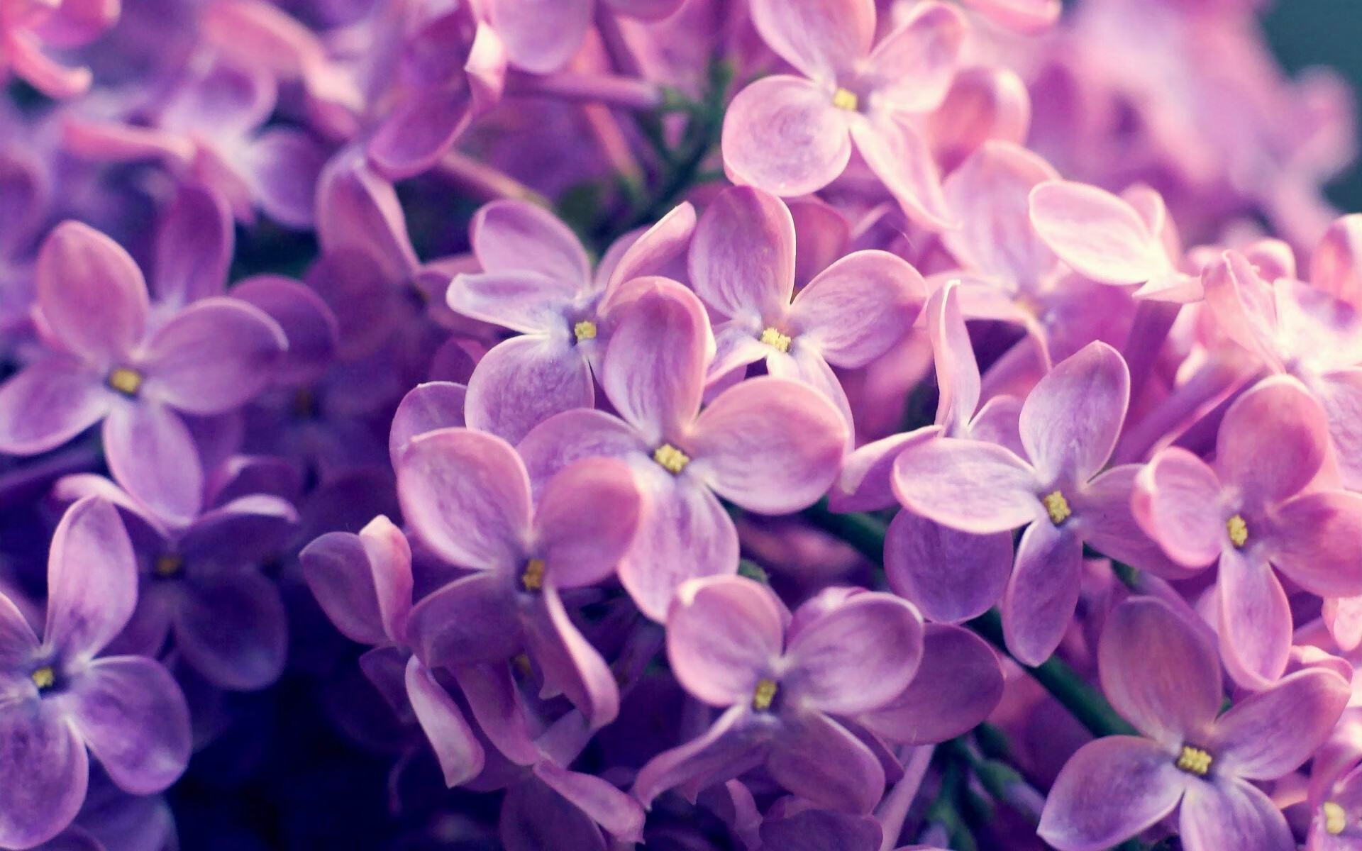 唯一性之战,2026世界杯焦点战中森林狼逆袭马刺