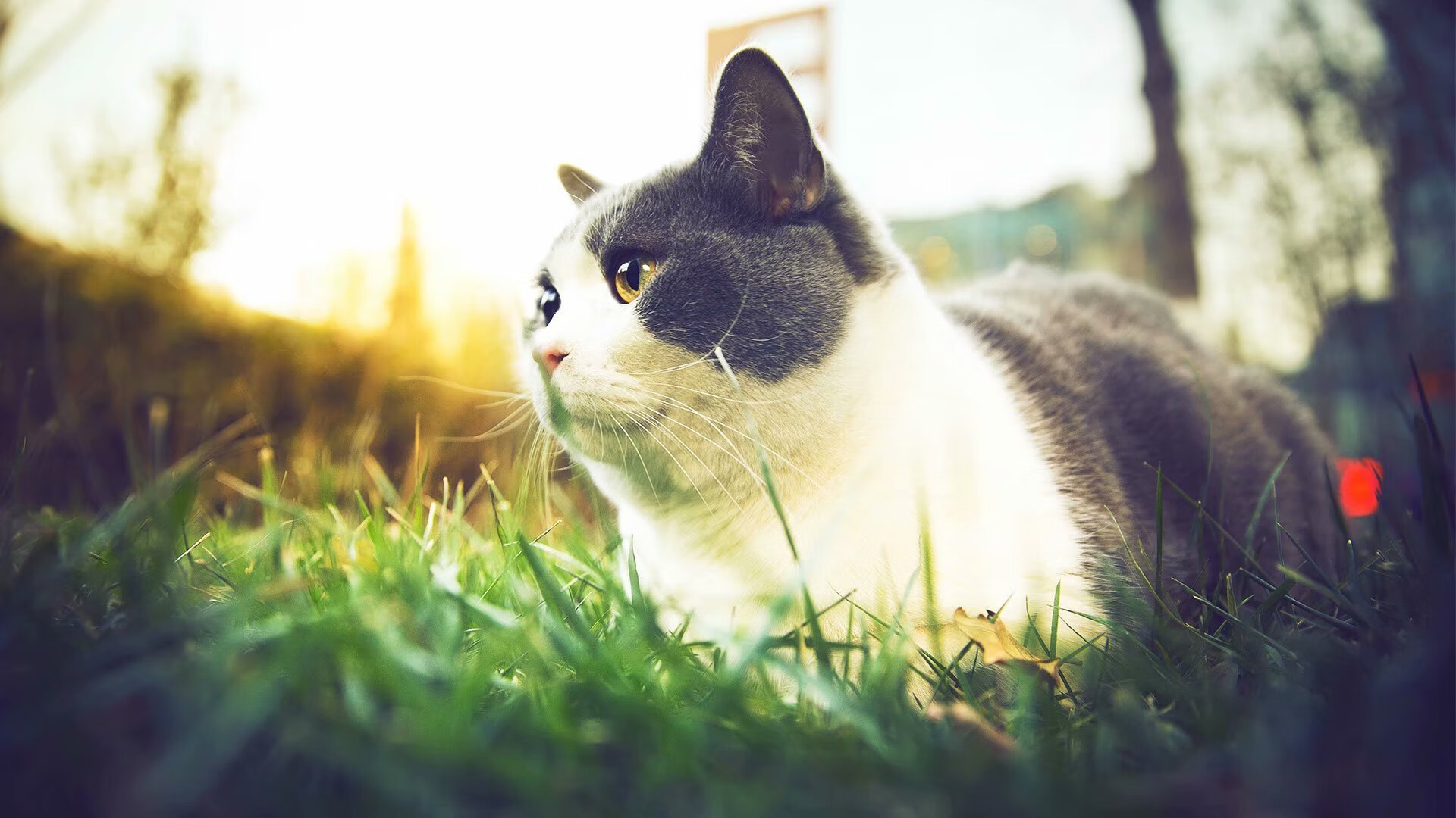 绝杀！当蒙得维的亚的最后一射，遇见银石赛道的最后一圈