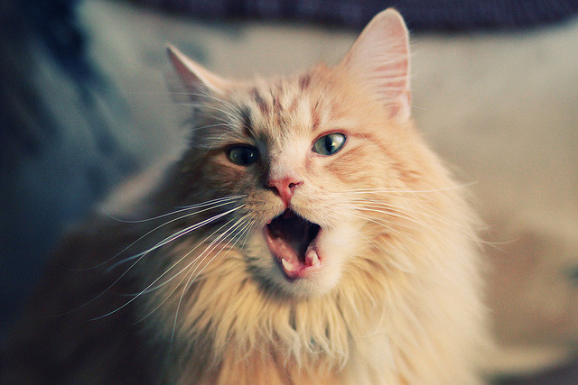 扩展方案(选一即可)