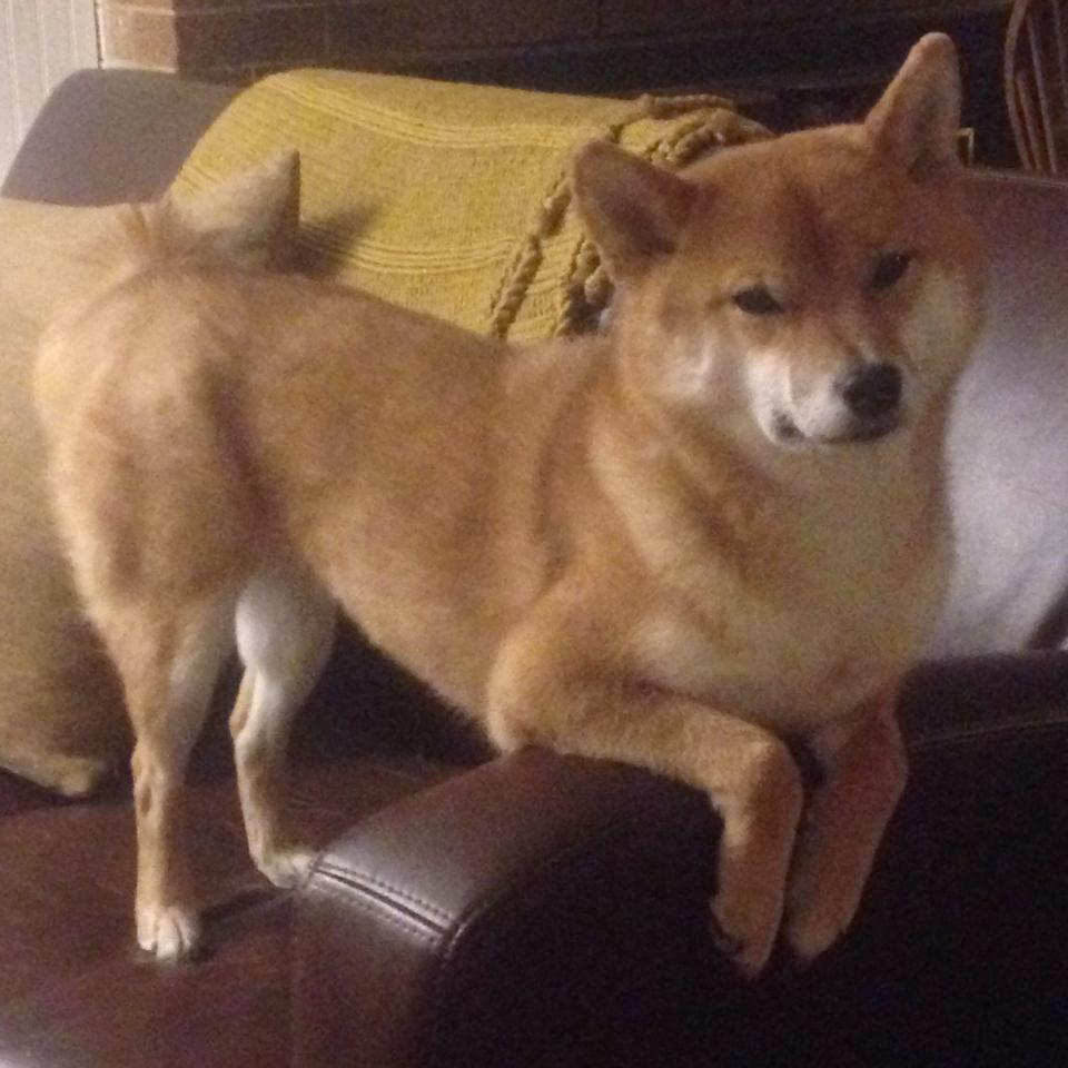 逆袭者，当东方巨龙遭遇星条旗，一个名字完成救赎